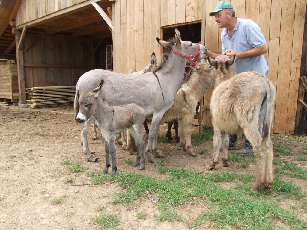 Tourist Farm Ob Izviru Krupe Villa Semic Екстериор снимка